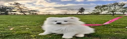 Samoyed dogs for sale: Lovely 1 GIRL Samoyed puppy - Advert 35