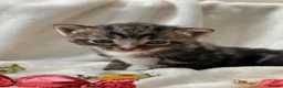 Mixed Breed cats for sale: *2 left* Gorgeous kittens ✨ in Cardiff - Advert 5