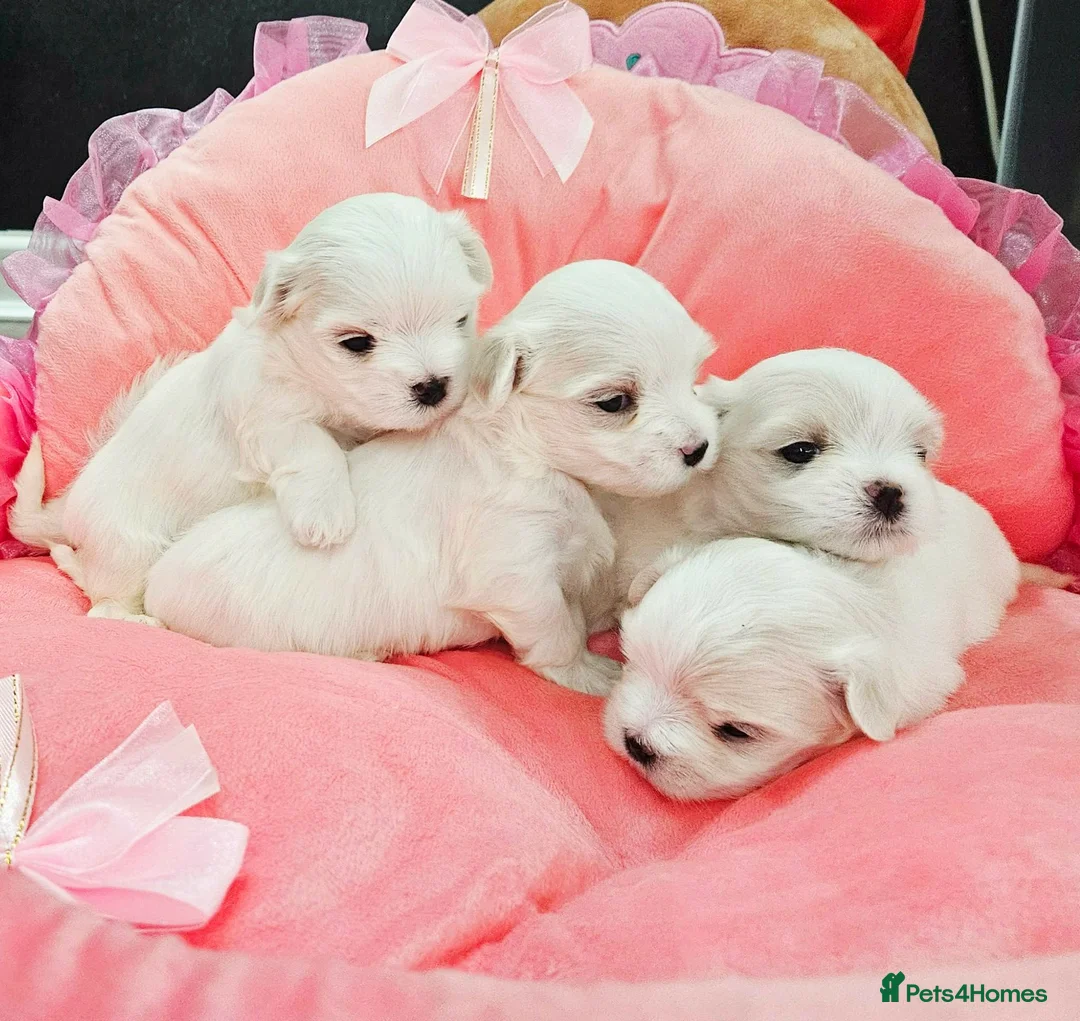 Maltese dogs for sale: 4 (SOLD) Exceptional Maltese Girl Puppies - Advert 1