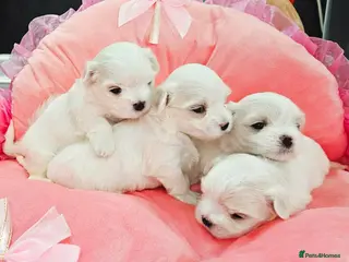 Maltese dogs 4 (SOLD) Exceptional Maltese Girl Puppies - Advert 8