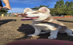 Siberian Husky dogs for sale: Just left 1 girls to reserve! SASHA in Southampton - Image 12