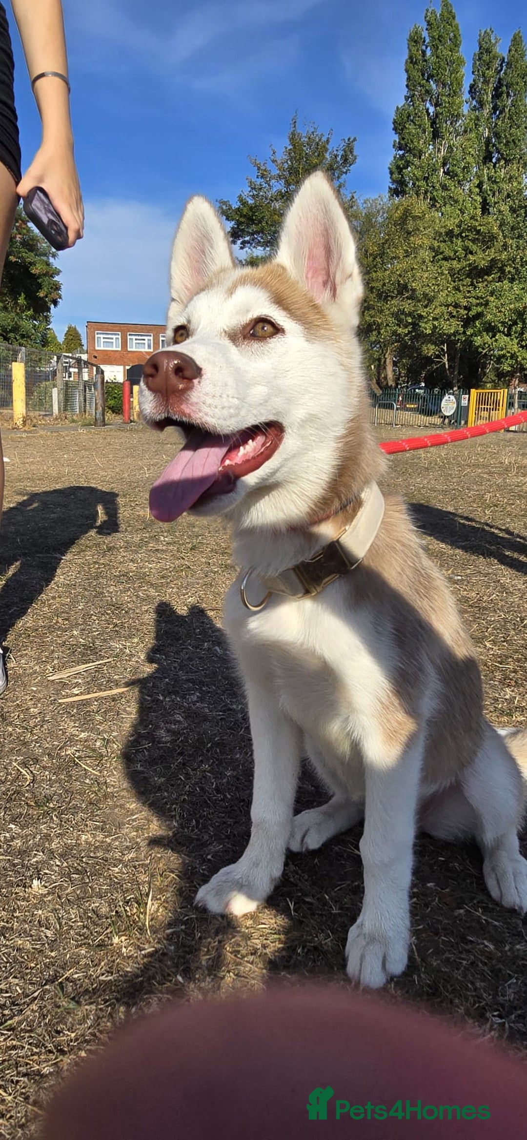 Siberian Husky dogs for sale: Just left 1 girls to reserve! SASHA in Southampton - Image 12