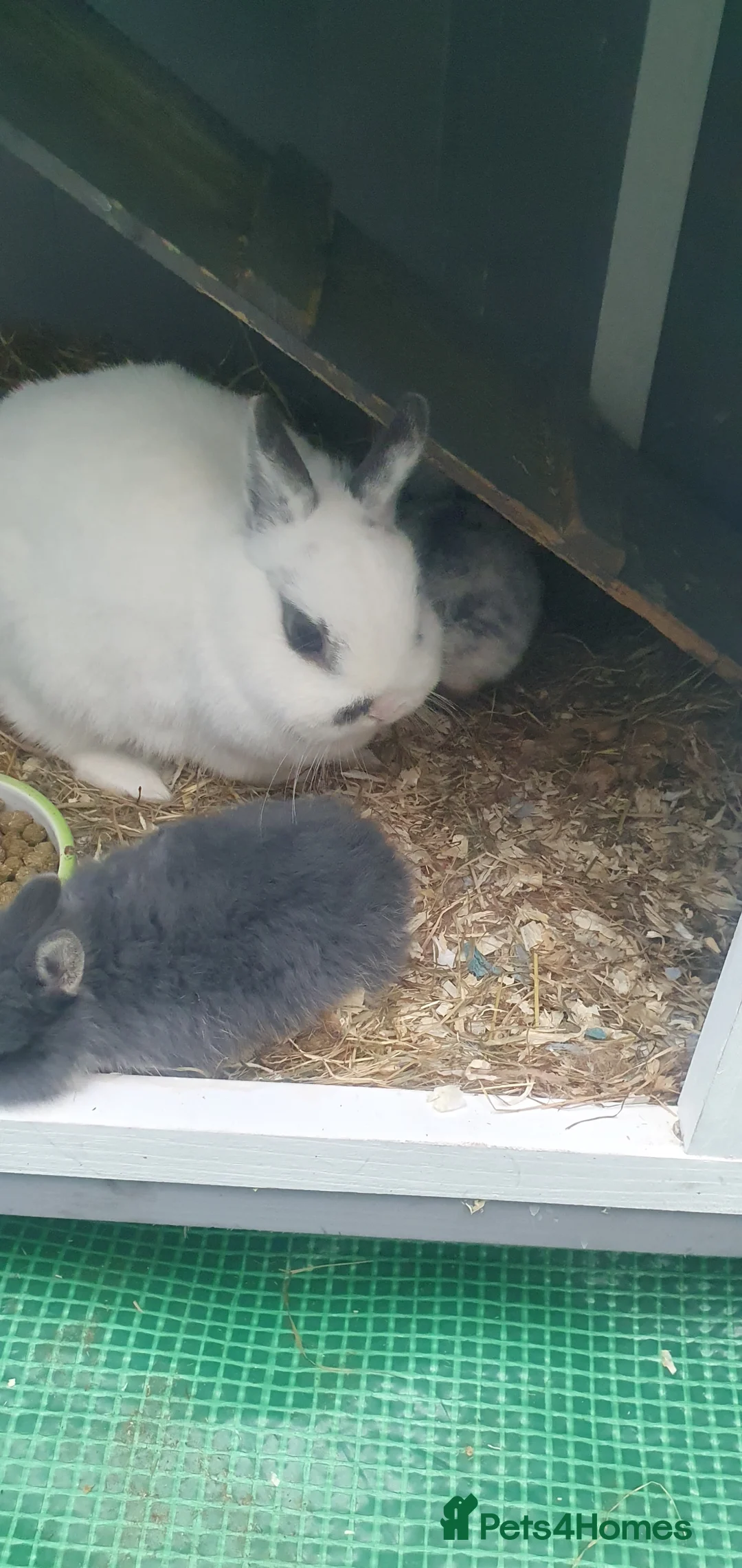 Netherland Dwarf rabbits for sale: 4 Beautiful Netherland Dwarf Buns in Pinner - Advert 26