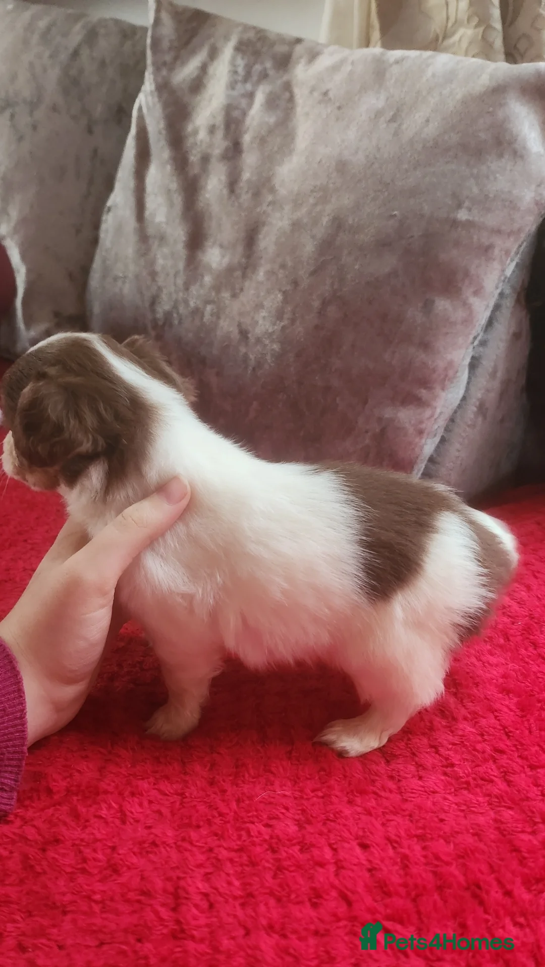 Mixed Breed dogs for sale: Looking for new laps  - Advert 9