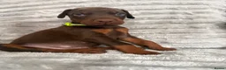 Dobermann dogs for sale: EuropeanDobermanPuppies - Advert 21