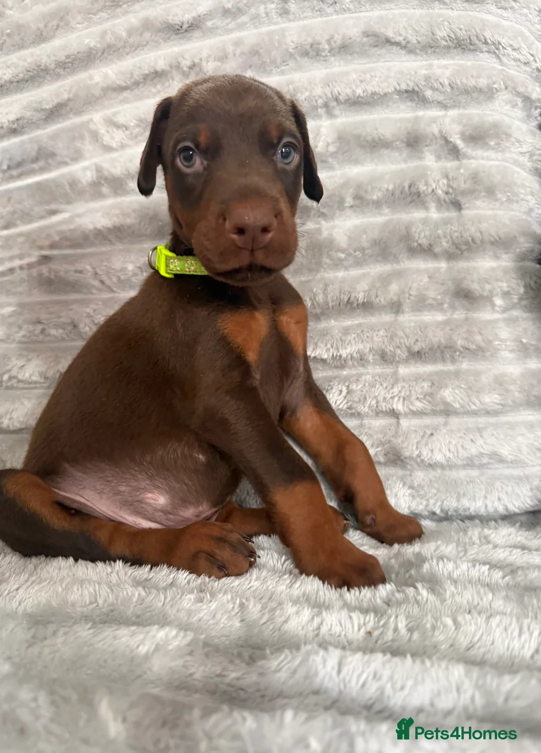 Dobermann dogs for sale: EuropeanDobermanPuppies - Advert 21