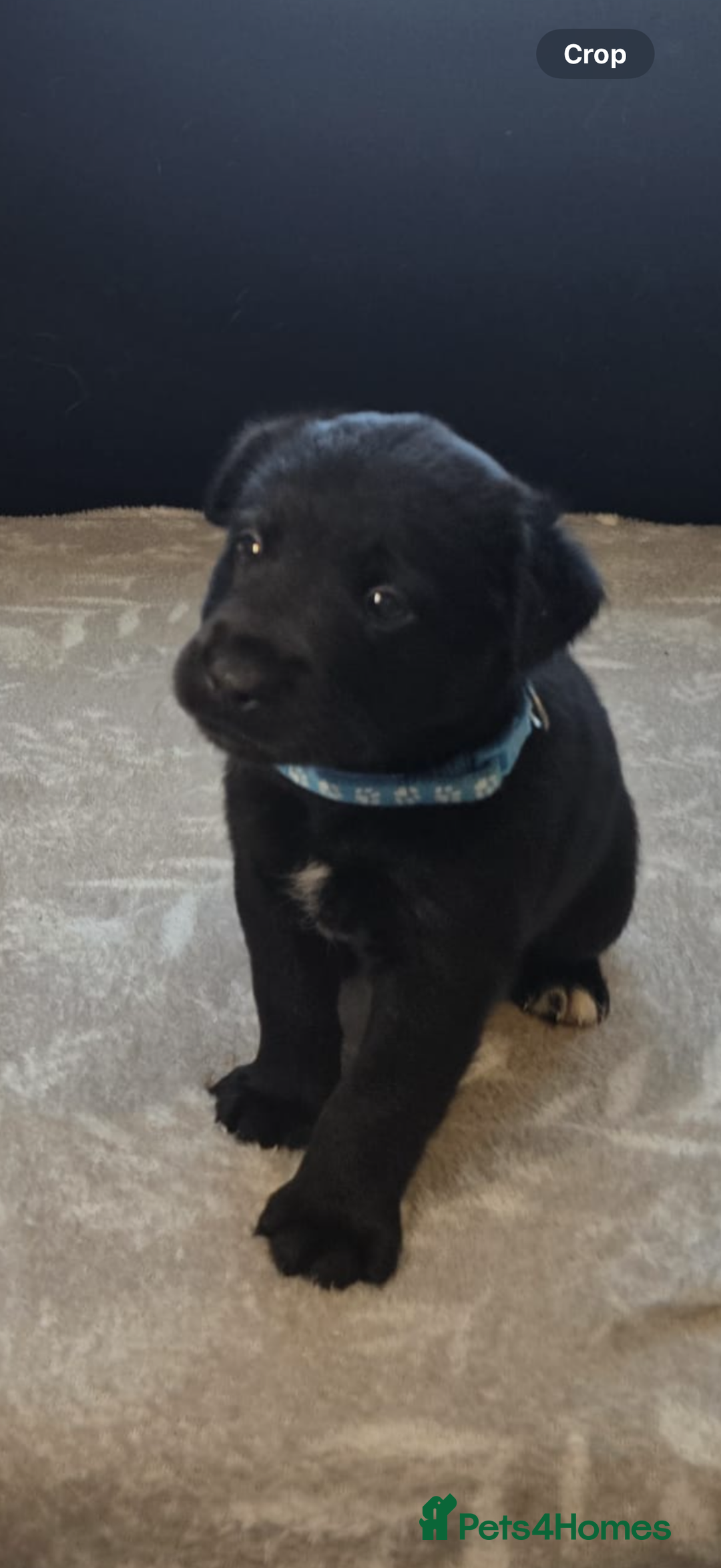 Goldador dogs for sale: Goldador x Labrottie Miniature Puppies for Sale - Advert 28