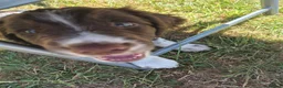 Sprocker dogs for sale: Sprocker Spaniel male pup - Advert 2