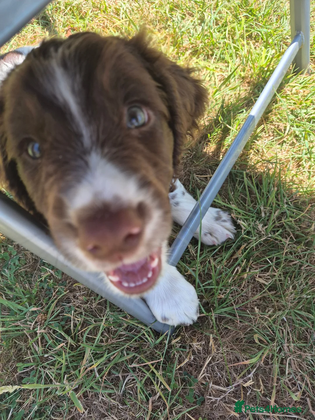 Sprocker dogs for sale: Sprocker Spaniel male pup - Advert 2