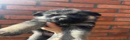 German Shepherd dogs for sale: READY NOW Working line Shepherd pups - Advert 31