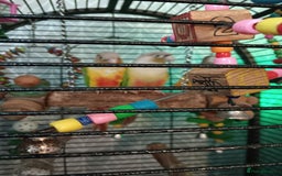 Conures birds for sale: Green cheeked parakeet - Image 1