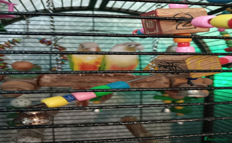Conures birds - Advert 1