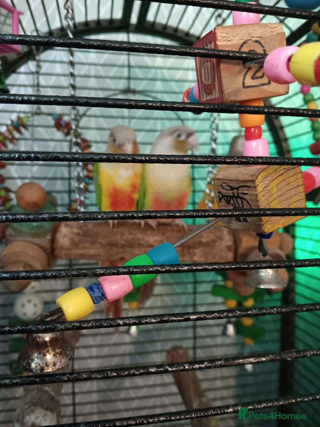 Conures birds for sale: Green cheeked parakeet - Image 1