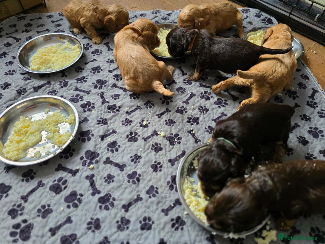 Cockapoo dogs for sale: Stunning f1b cockapoo puppies - Image 18