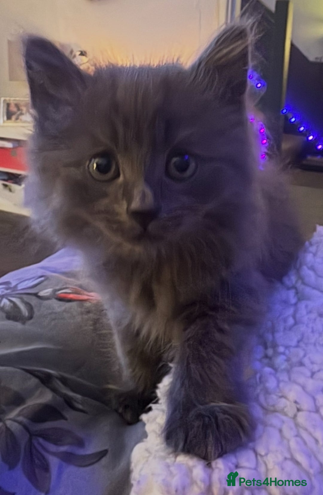 Mixed Breed cats for sale: Grey tabby & black kittens - Image 9