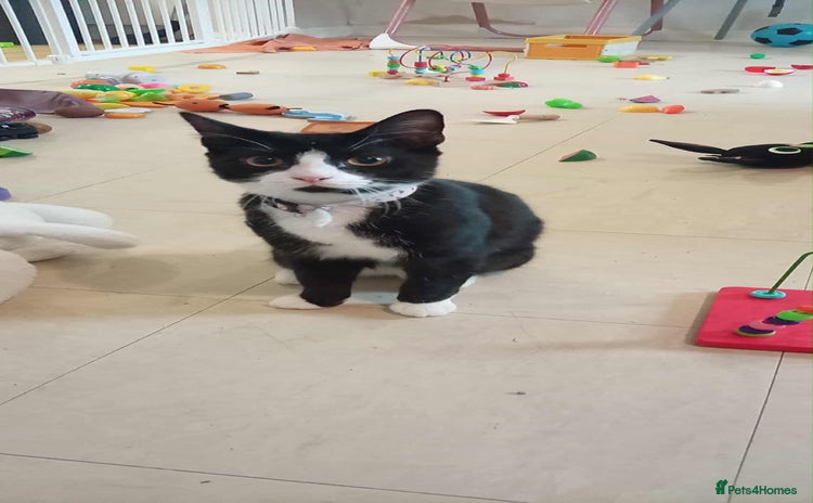 Mixed Breed cats Kitten for sale - Advert 11