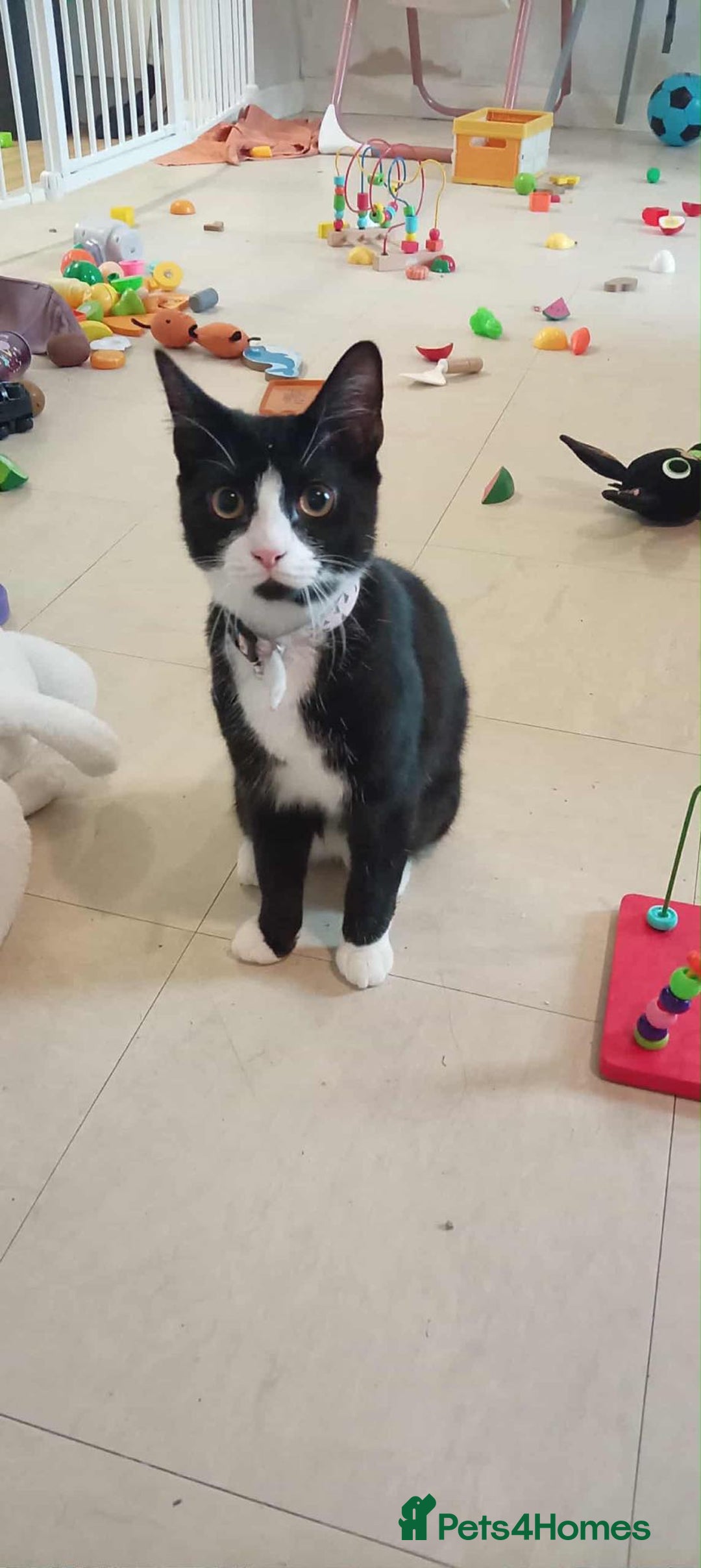 Mixed Breed cats for sale: Kitten for sale - Advert 1