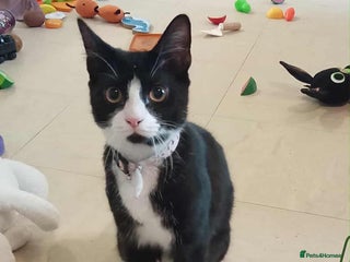 Mixed Breed cats for sale: Kitten for sale - Advert 1