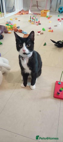 Mixed Breed cats Kitten for sale - Advert 1