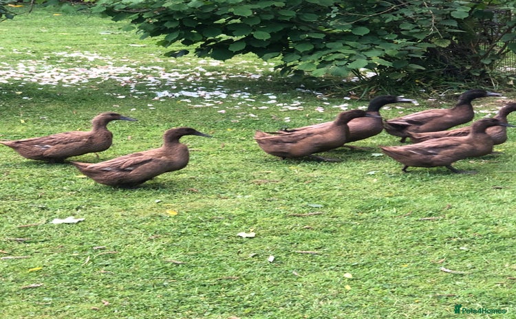 Ducks poultry - Advert 3