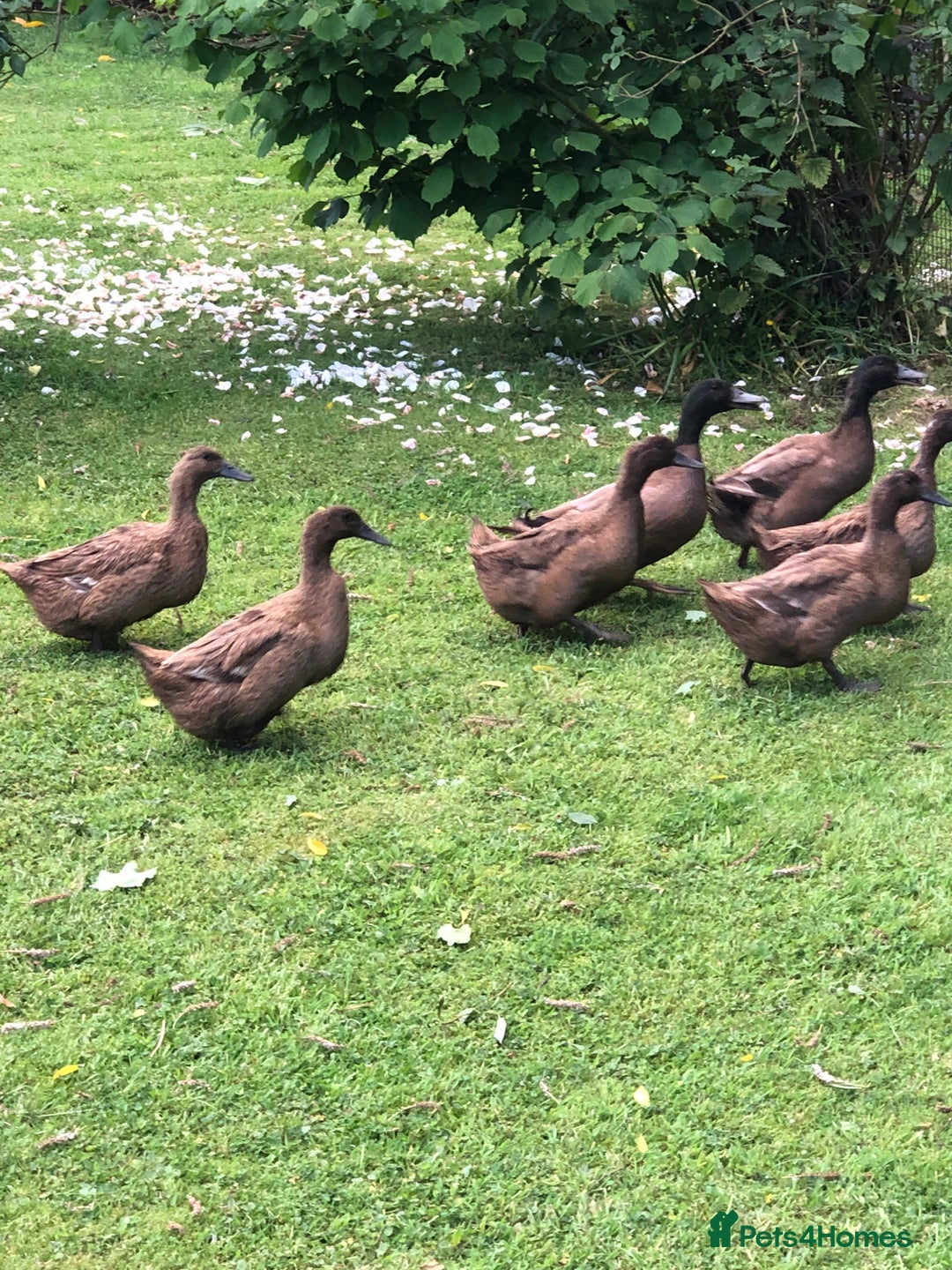 Ducks poultry for sale: Khaki campbell duck eggs for hatching - Image 1