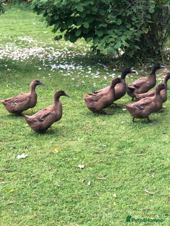 Ducks poultry - Advert 4