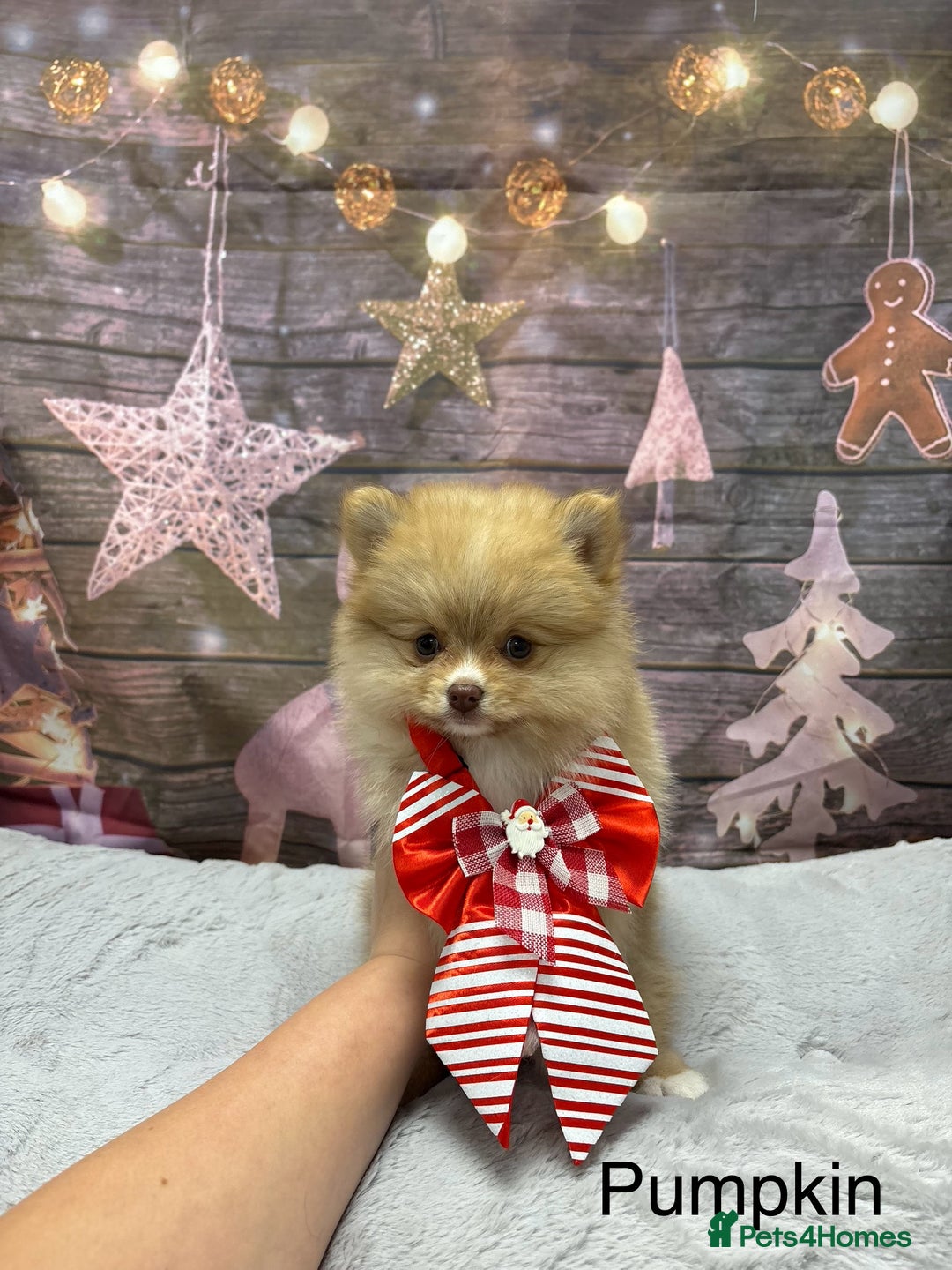 Pomeranian dogs for sale: One Boy Pomeranian left  - Advert 17