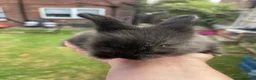 Angora rabbits for sale: Baby Angora x Lionheads Looking for new homes. - Advert 16