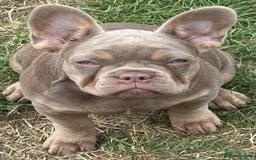French Bulldog dogs for sale: Isabella wrapped in cream, fluffy carrier - Image 13