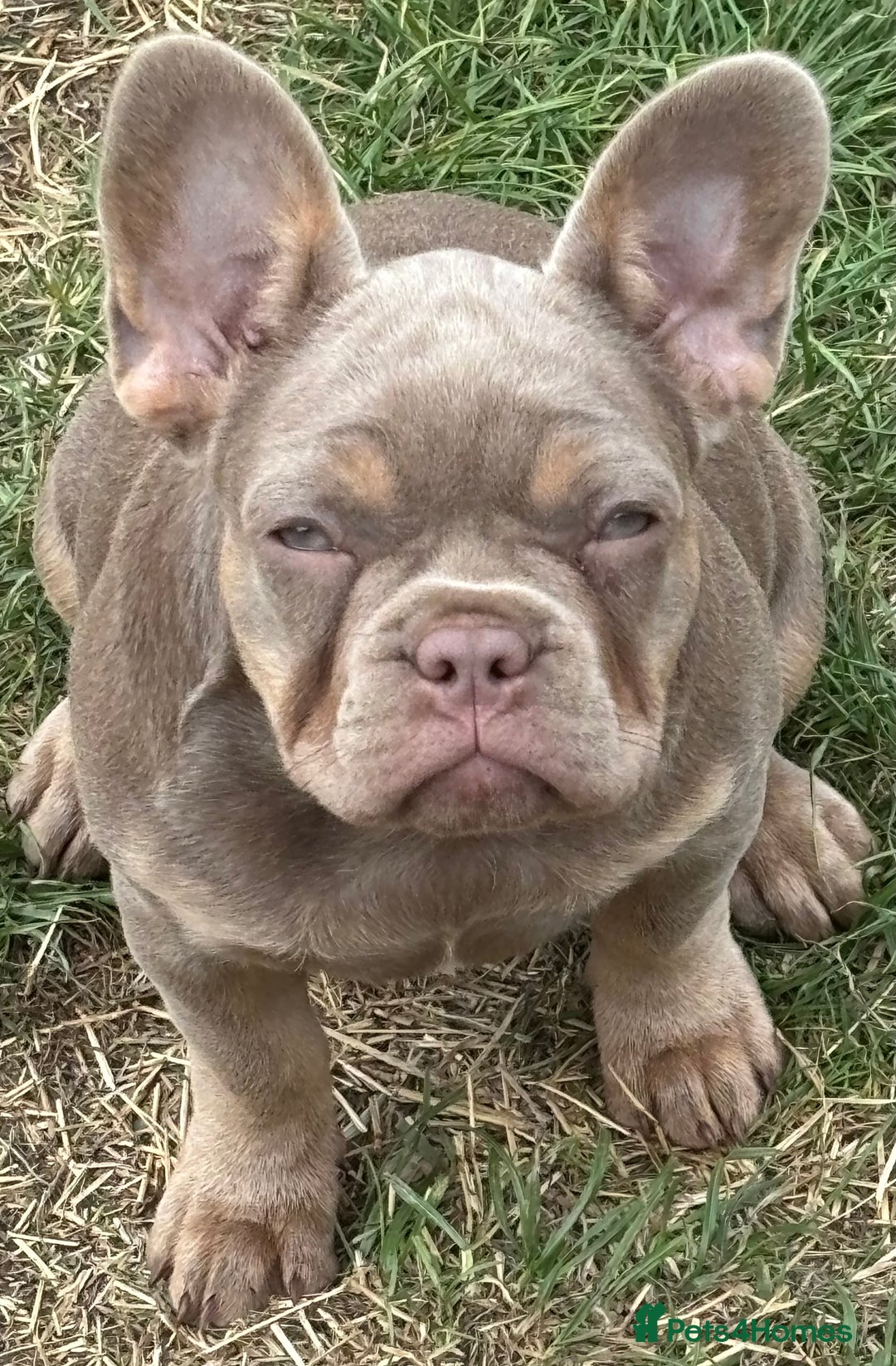 French Bulldog dogs for sale: Isabella wrapped in cream, fluffy carrier - Image 13