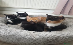 Domestic Shorthair cats for sale: Beautiful Kittens  - Image 6
