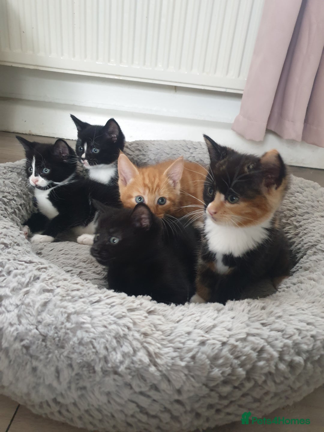 Domestic Shorthair cats for sale: Beautiful Kittens  - Image 6