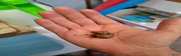 Snails invertebrates for sale: African land snail in Wellington - Advert 4