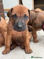Rhodesian Ridgeback Puppy 14 (Brown - Male)