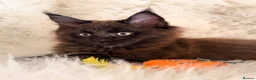 Maine Coon cats for sale: TICA registered pure breed Maine coon kittens - Advert 8