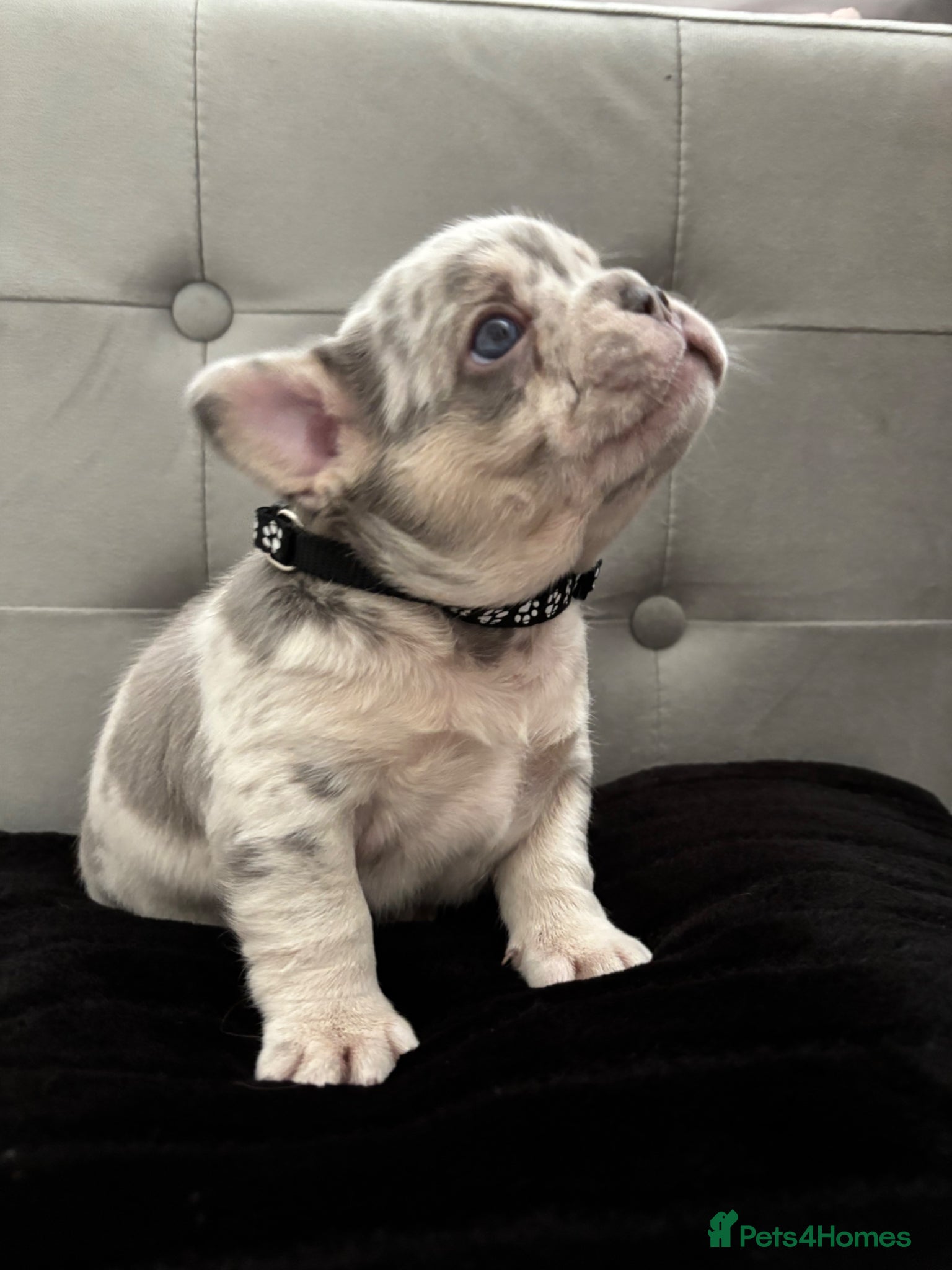 French Bulldog dogs 🐾High quality French bulldog puppies 🐾 - Advert 7