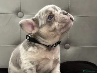French Bulldog dogs 🐾High quality French bulldog puppies 🐾 - Advert 1
