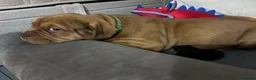 Mixed Breed dogs for sale: OLDE STAFF ENGLISH BULLDOGGE - Advert 11