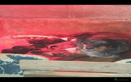 Border Collie dogs for sale: Beautiful border collie puppies  - Image 20