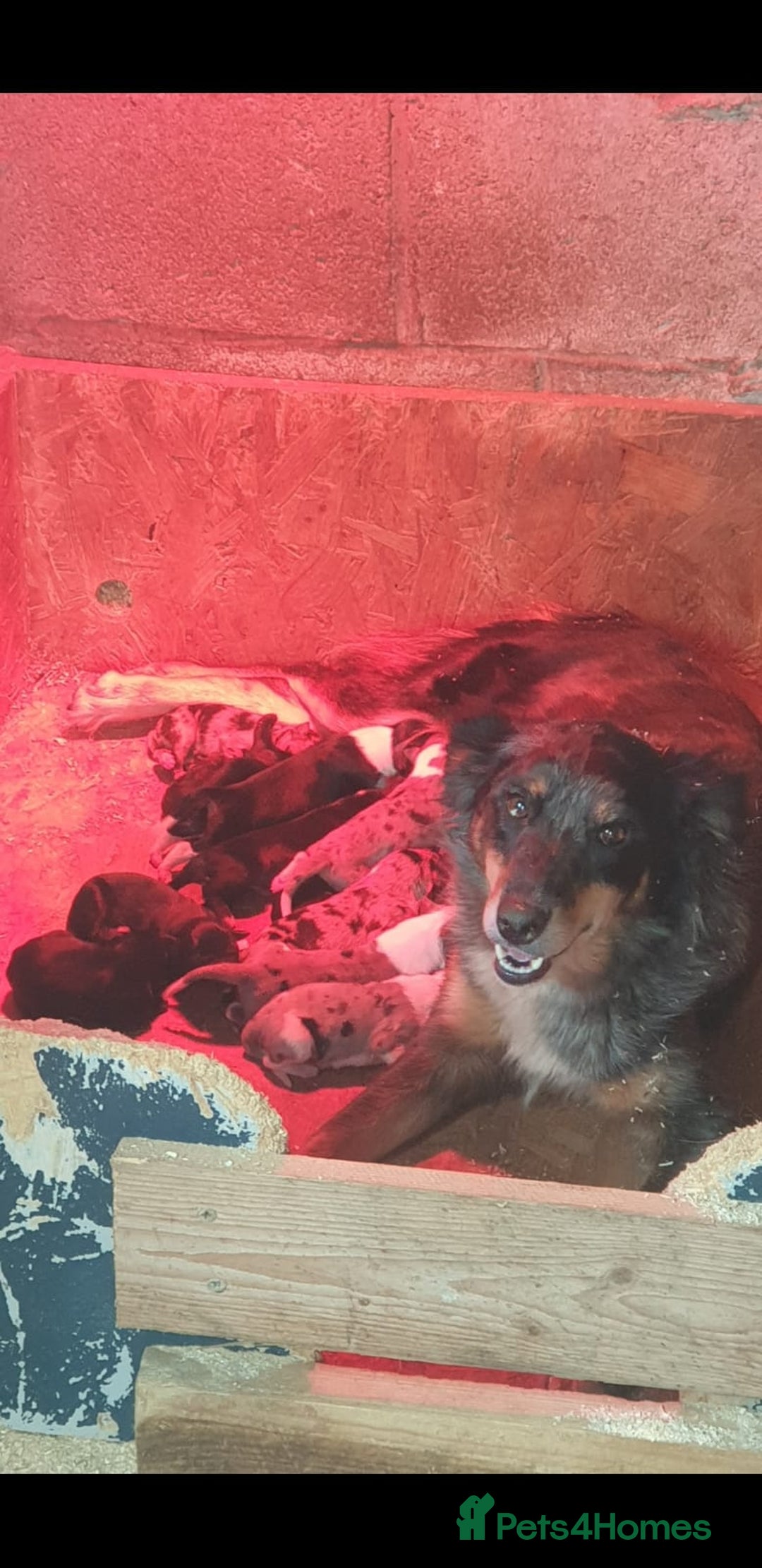 Border Collie dogs for sale: Beautiful border collie puppies  - Image 20