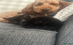 British Shorthair cats for sale: British shorthair kittens  - Image 8