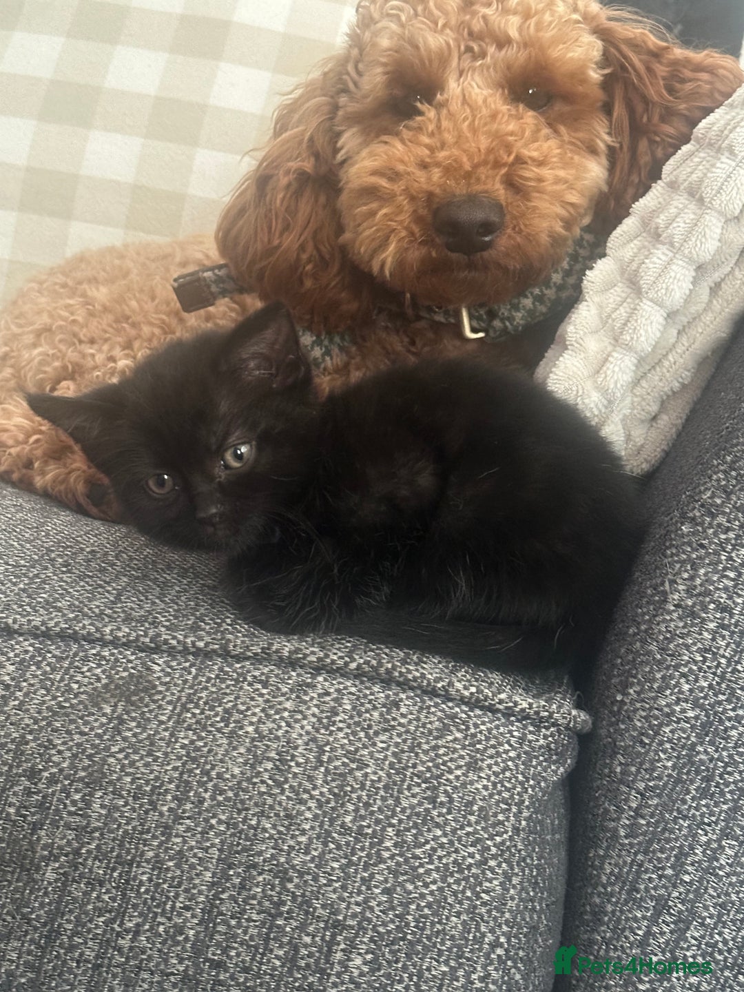 British Shorthair cats for sale: British shorthair kittens  - Image 8