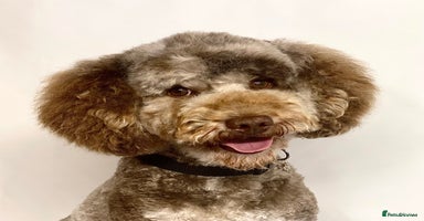 Poodle dogs in Sandbach - Advert 3