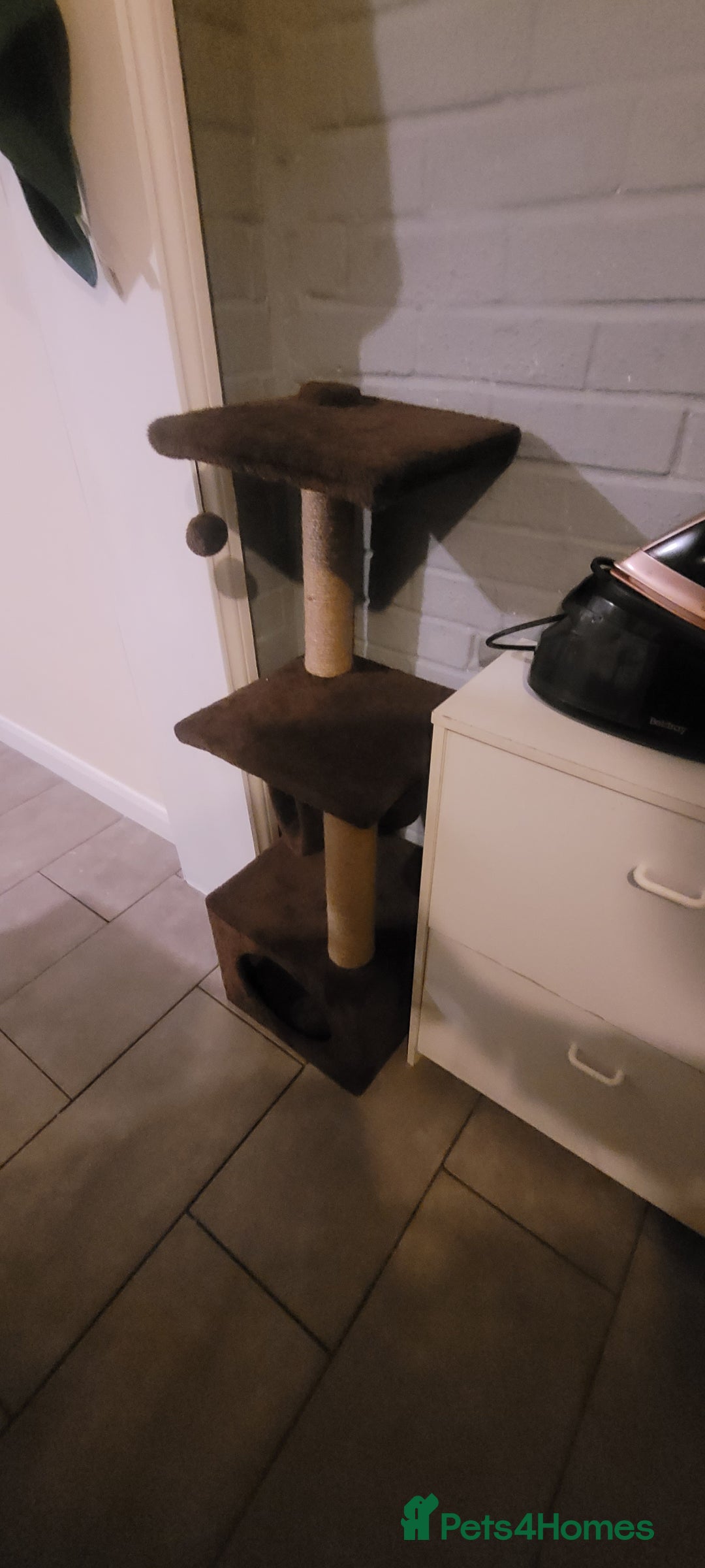 Bombay cats for sale: 16 week kitten - Advert 2