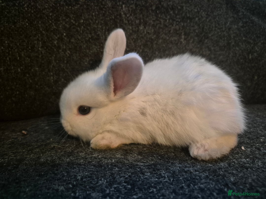 Mixed Breed rabbits for sale: 8 x babies ready to leave 6th jan - Advert 1
