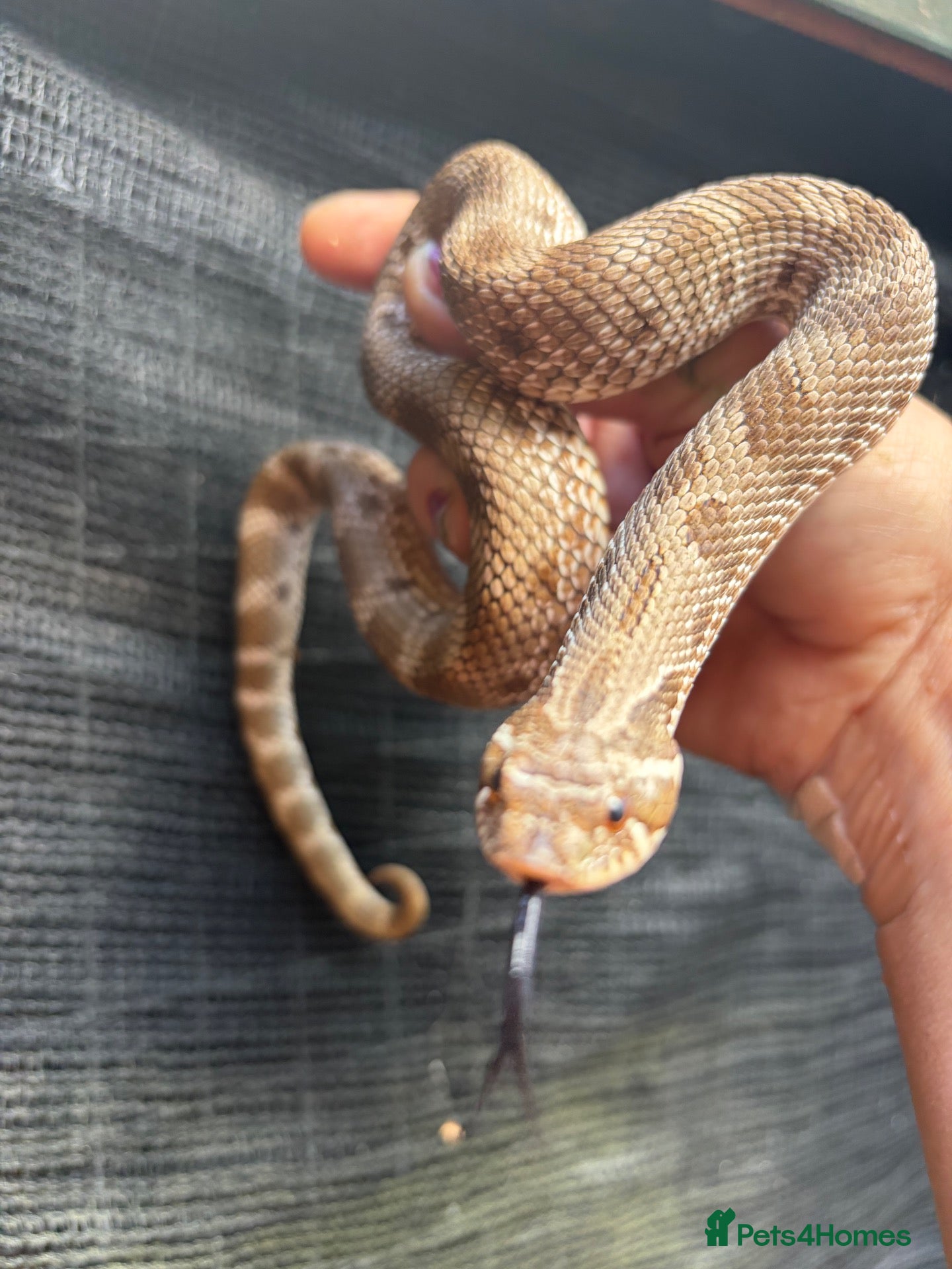 Snake reptiles western Hognose snake het albino - Advert 5