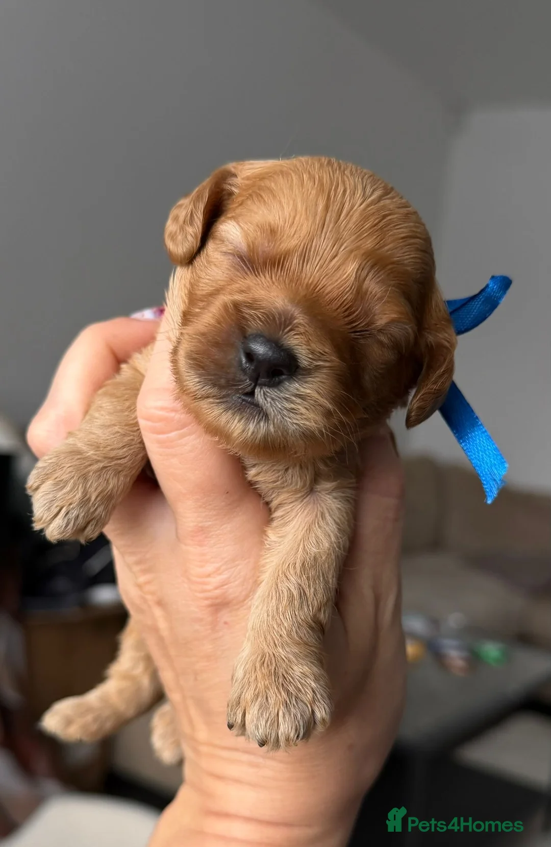 American Cocker Spaniel dogs for sale: Unique American cockapoo puppies - Advert 2