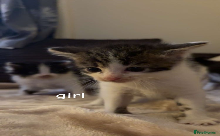 Domestic Shorthair cats - Advert 19