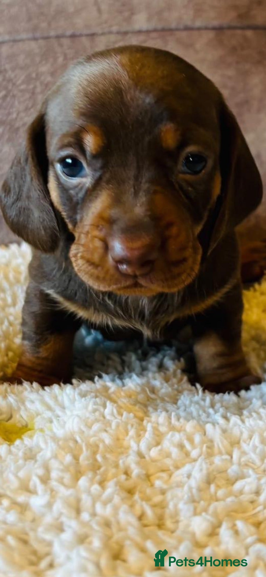 Miniature Dachshund dogs for sale: 4 Stunning Mini Dachshunds for Sale in Bournemouth - Advert 1