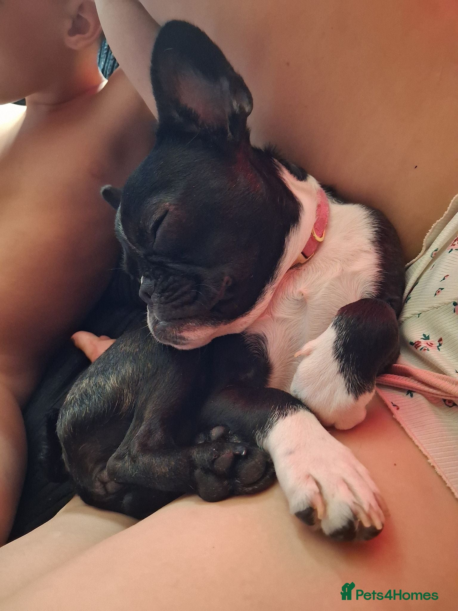 French Bulldog dogs Female french bulldog 10 months old - Advert 2